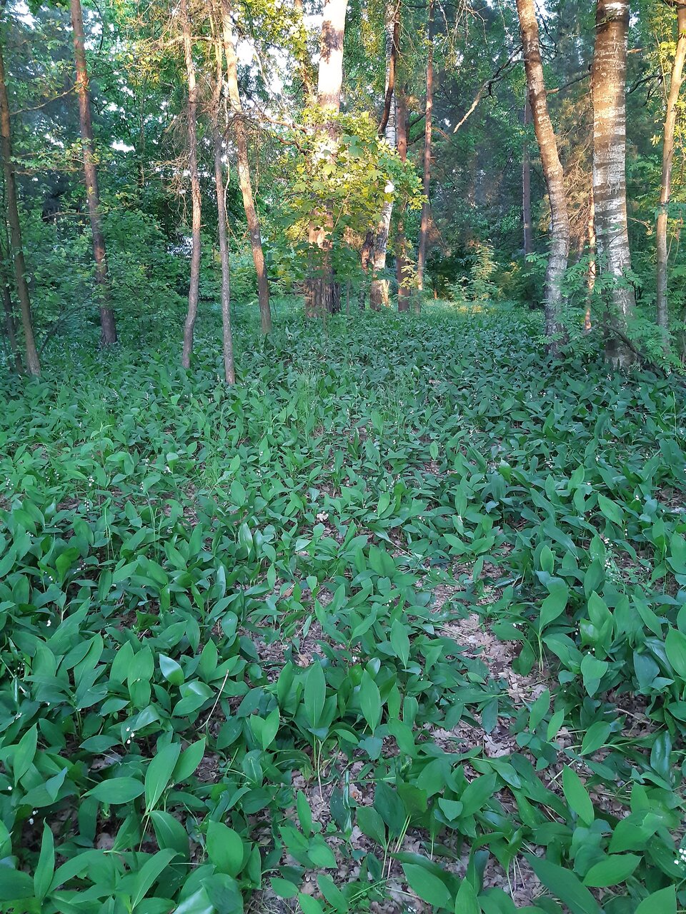 Гостиница Солотча Солотча-229