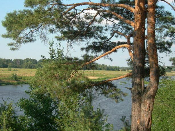 Гостиница Солотча Солотча-95