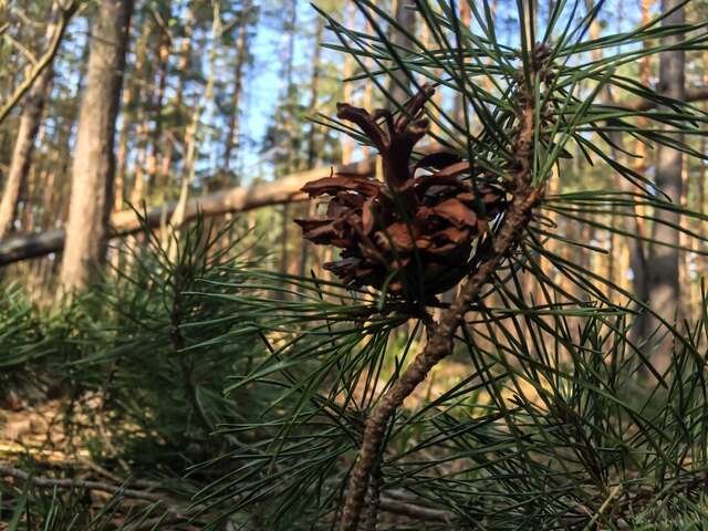 Гостиница Солотча Солотча-246