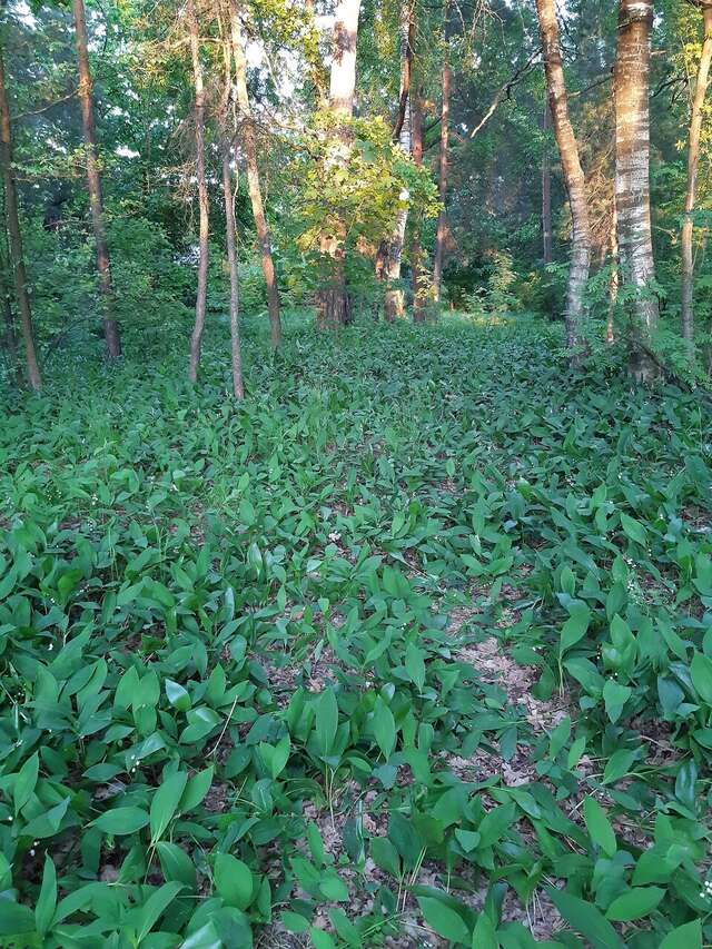 Гостиница Солотча Солотча-228