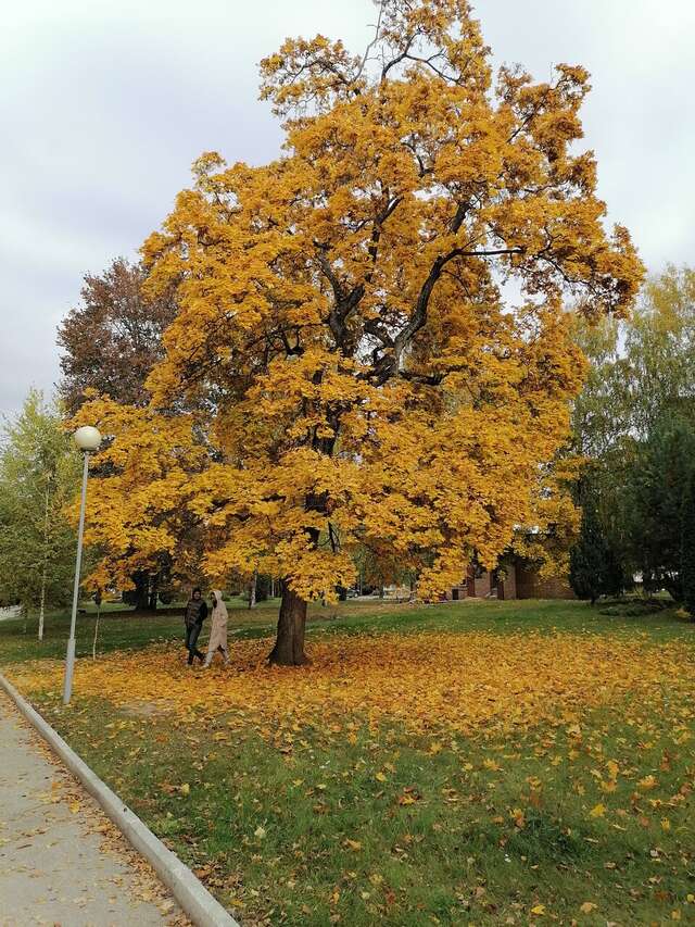 Гостиница Солотча Солотча-91