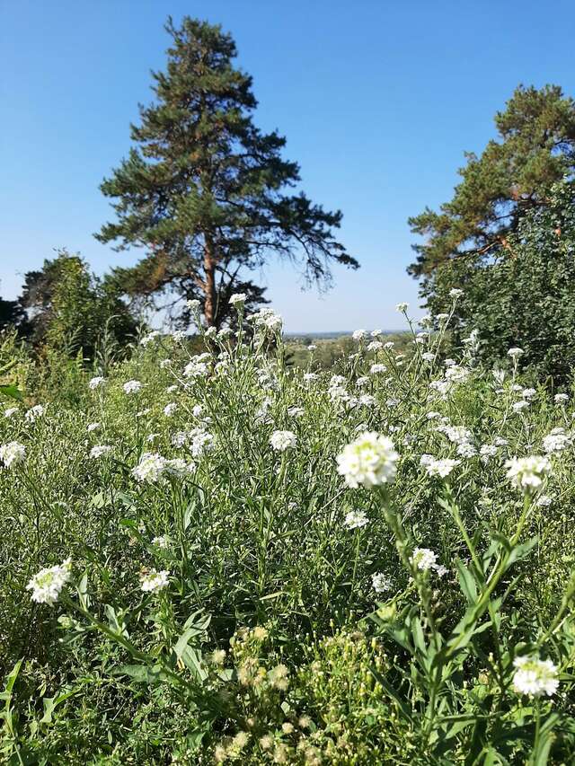 Гостиница Солотча Солотча-62