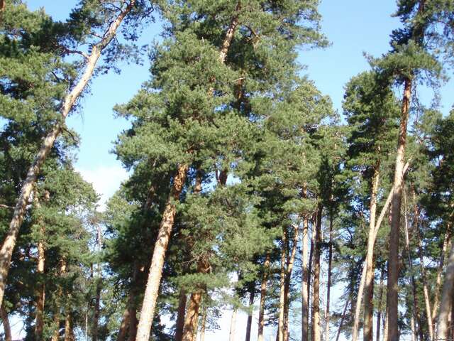 Гостиница Солотча Солотча-30